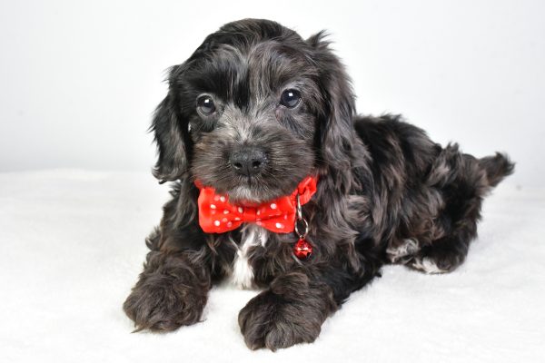 Mr. Calin The Cockapoo - Image 6