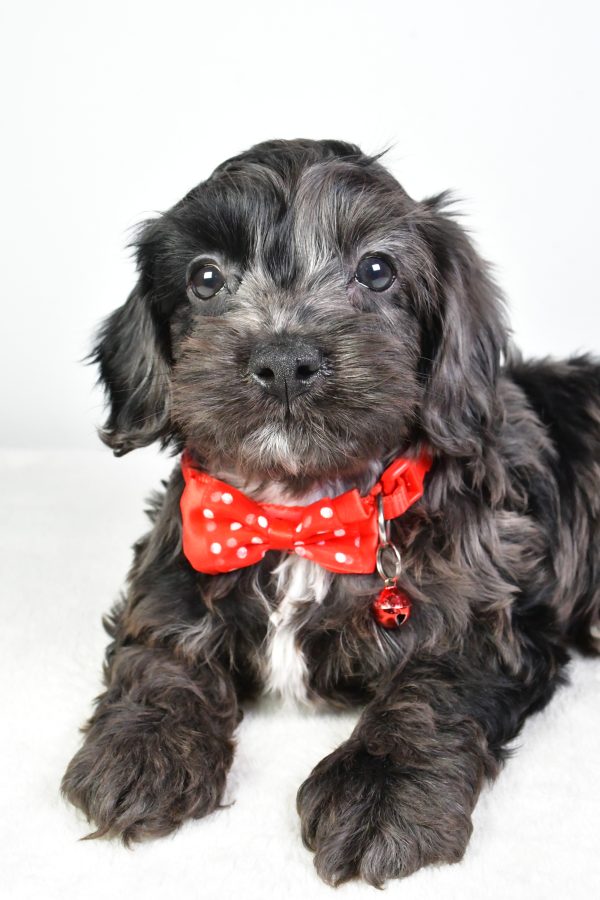 Mr. Calin The Cockapoo - Image 3