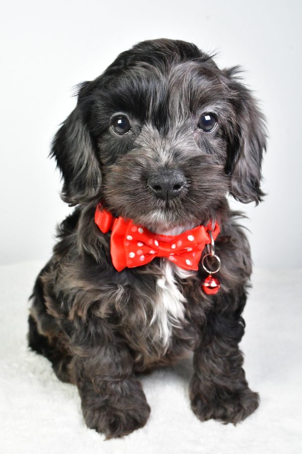 Mr. Calin The Cockapoo