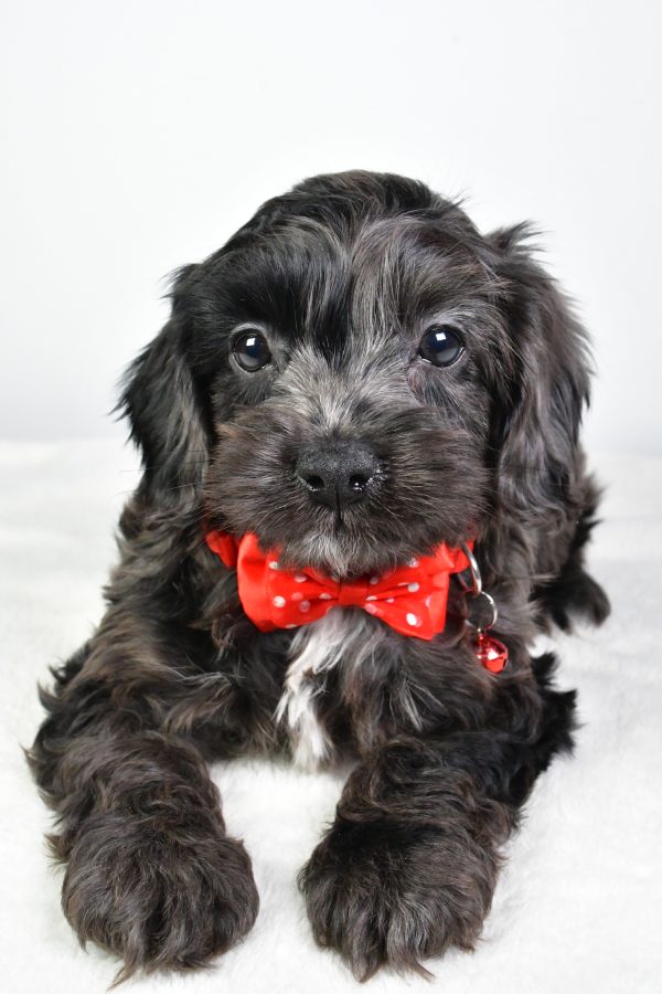 Mr. Calin The Cockapoo - Image 5