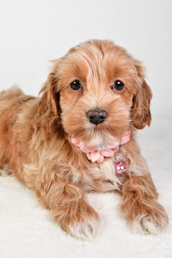 Miss Carolyne The Cockapoo - Image 4