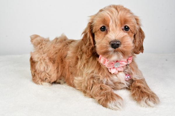 Miss Carolyne The Cockapoo - Image 7