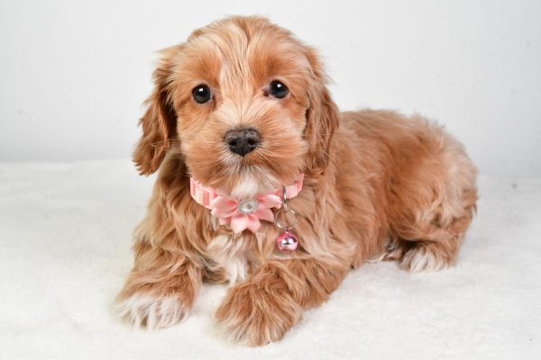 Miss Carolyne The Cockapoo - Image 6