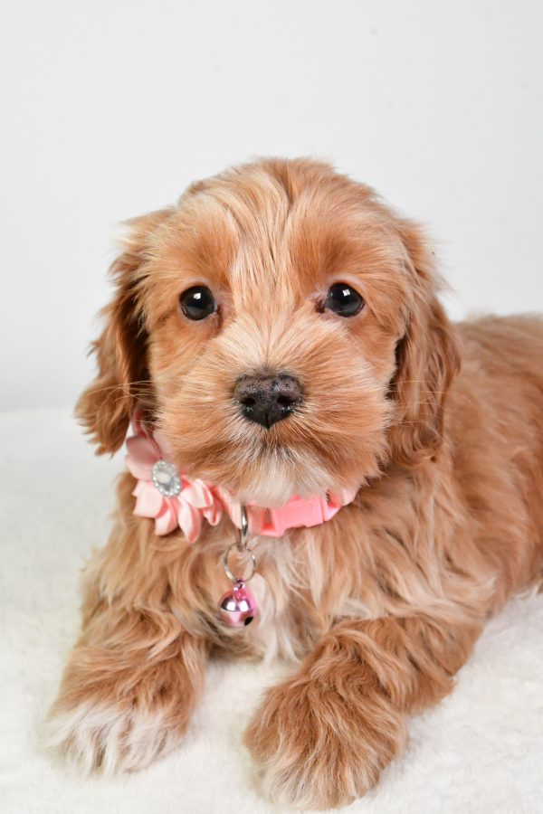 Miss Carolyne The Cockapoo - Image 3