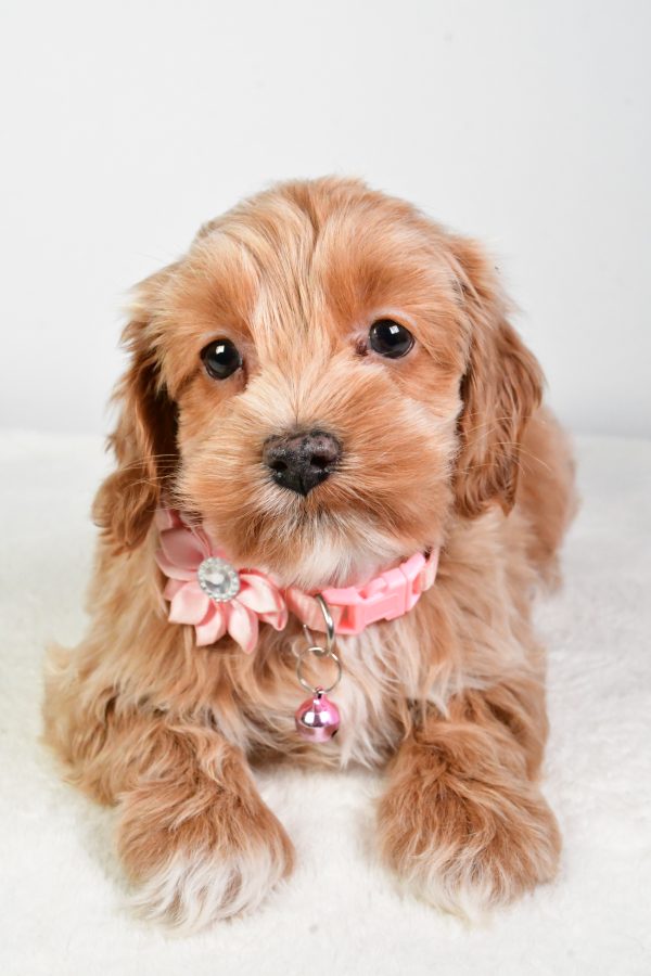 Miss Carolyne The Cockapoo - Image 5