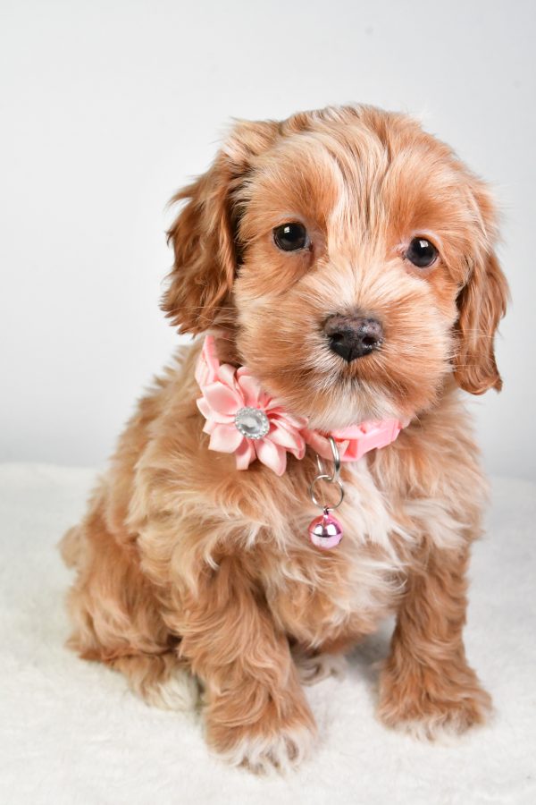 Miss Carolyne The Cockapoo - Image 2