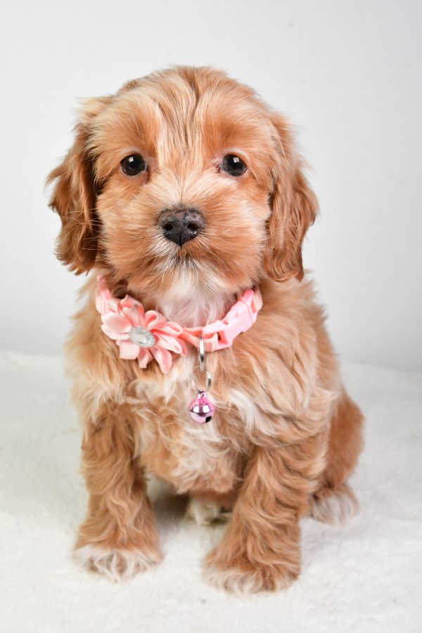 Miss Carolyne The Cockapoo