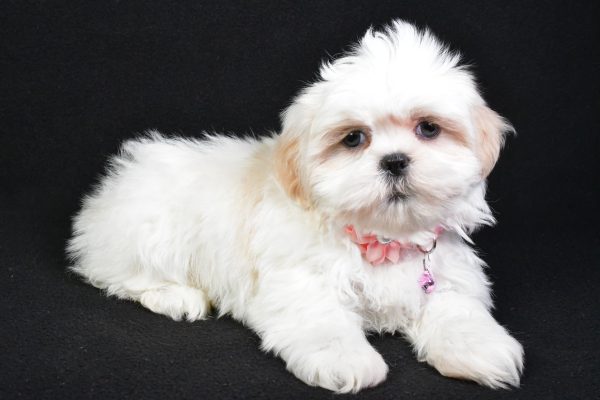 Miss Sweetie the Shih Tzu - Image 6