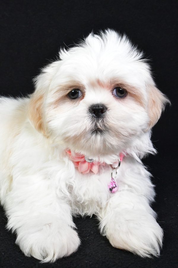 Miss Sweetie the Shih Tzu - Image 4