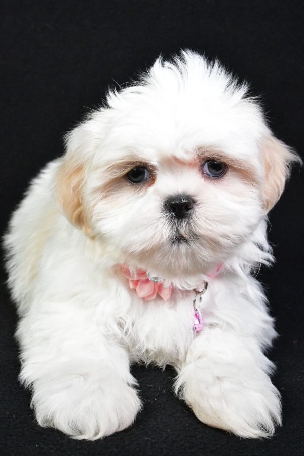 Miss Sweetie the Shih Tzu - Image 5