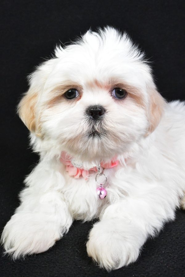 Miss Sweetie the Shih Tzu - Image 3