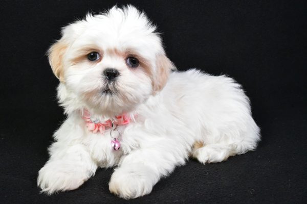 Miss Sweetie the Shih Tzu - Image 7