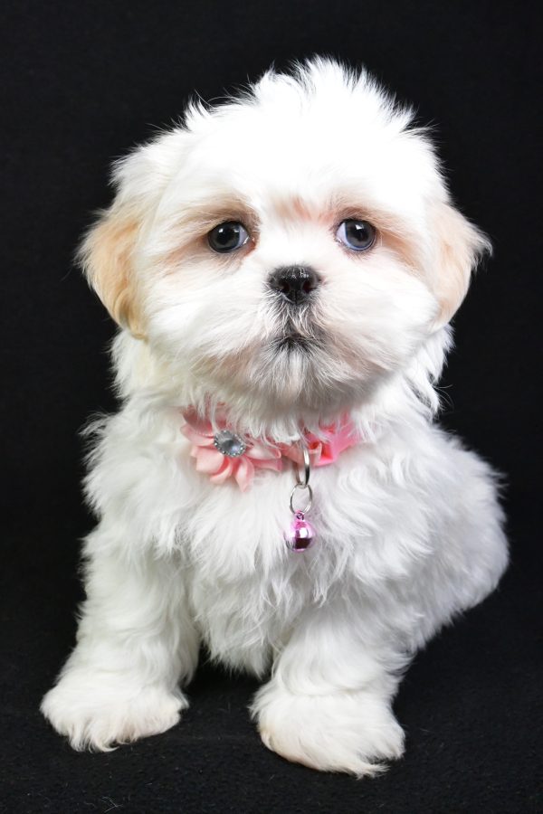 Miss Sweetie the Shih Tzu - Image 2