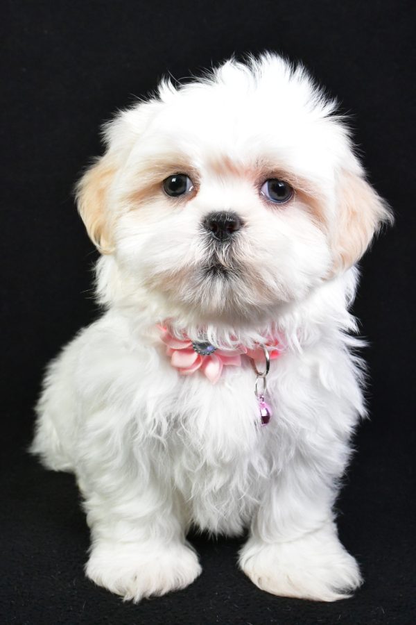 Miss Sweetie the Shih Tzu