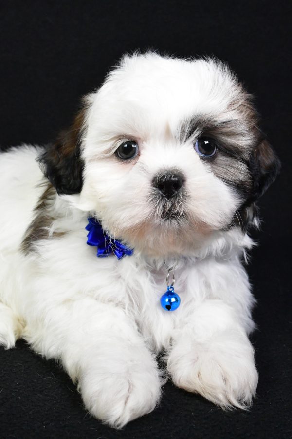 Miss Sheila the Shih Tzu - Image 4