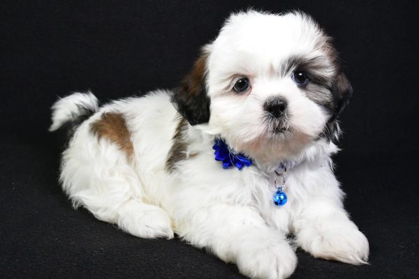 Miss Sheila the Shih Tzu - Image 7