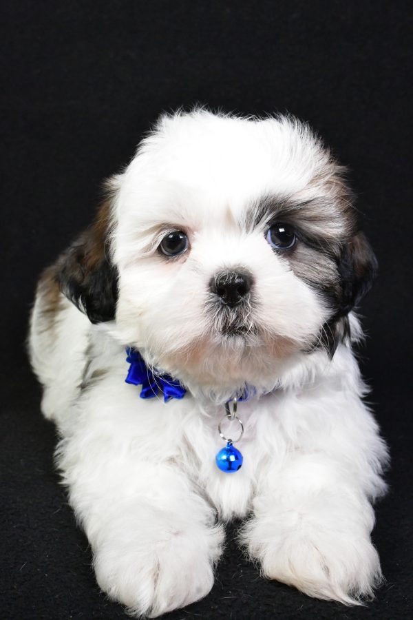 Miss Sheila the Shih Tzu - Image 6