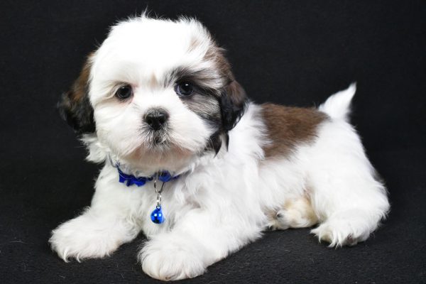 Miss Sheila the Shih Tzu - Image 8