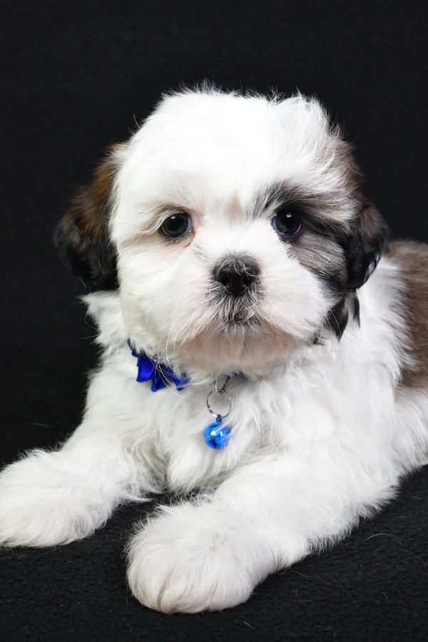 Miss Sheila the Shih Tzu - Image 5