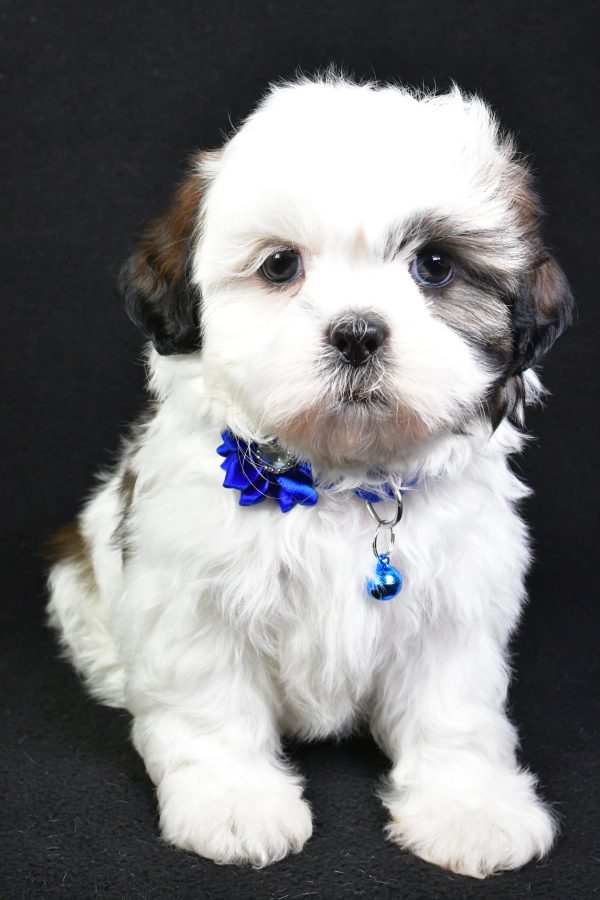 Miss Sheila the Shih Tzu - Image 2