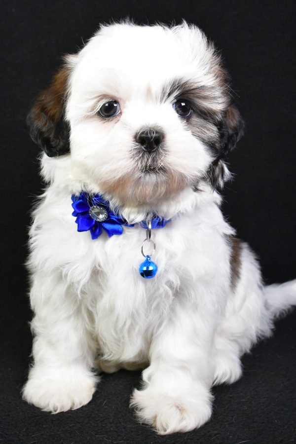 Miss Sheila the Shih Tzu - Image 3