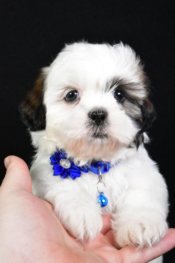 Miss Sheila the Shih Tzu