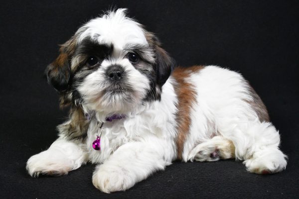 Mr. Splash the Shih Tzu - Image 6