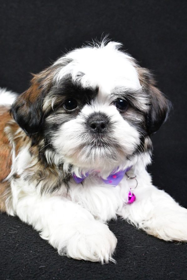 Mr. Splash the Shih Tzu - Image 3