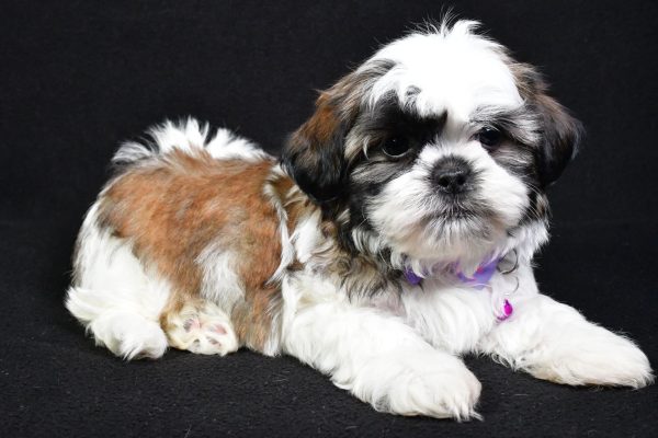 Mr. Splash the Shih Tzu - Image 7