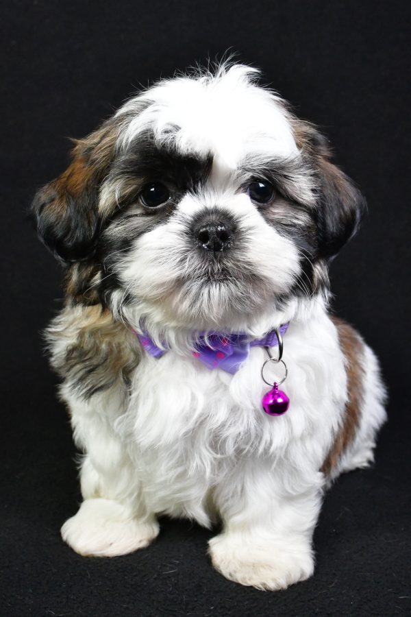 Mr. Splash the Shih Tzu - Image 2