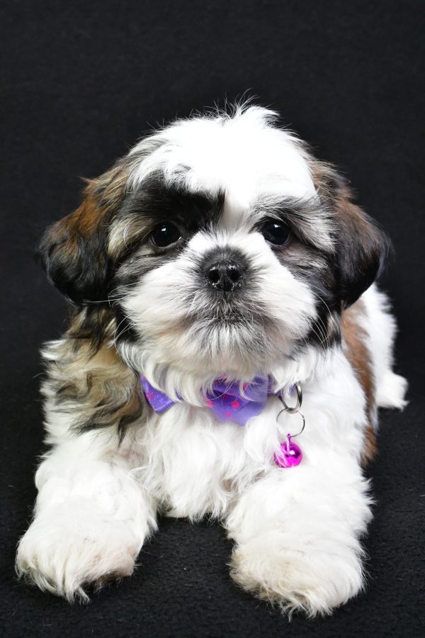 Mr. Splash the Shih Tzu - Image 5