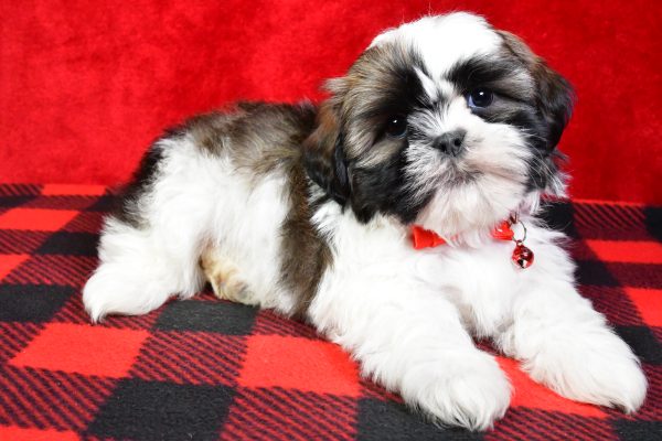 Mr. Star the Shih Tzu - Image 7