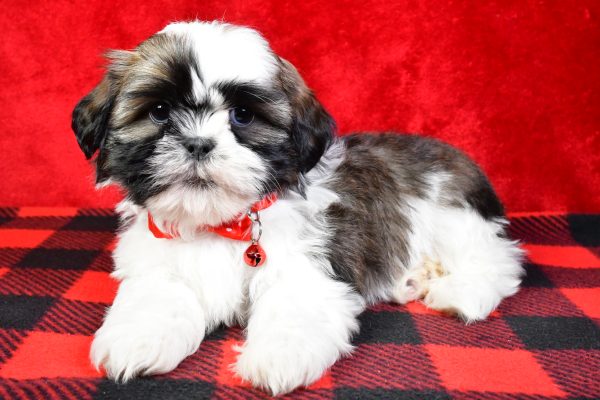 Mr. Star the Shih Tzu - Image 6