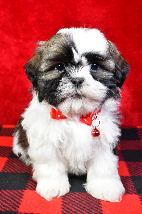 Mr. Star the Shih Tzu - Image 2