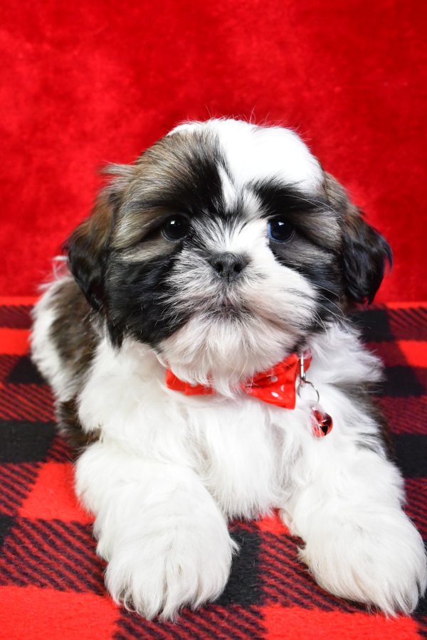 Mr. Star the Shih Tzu - Image 5