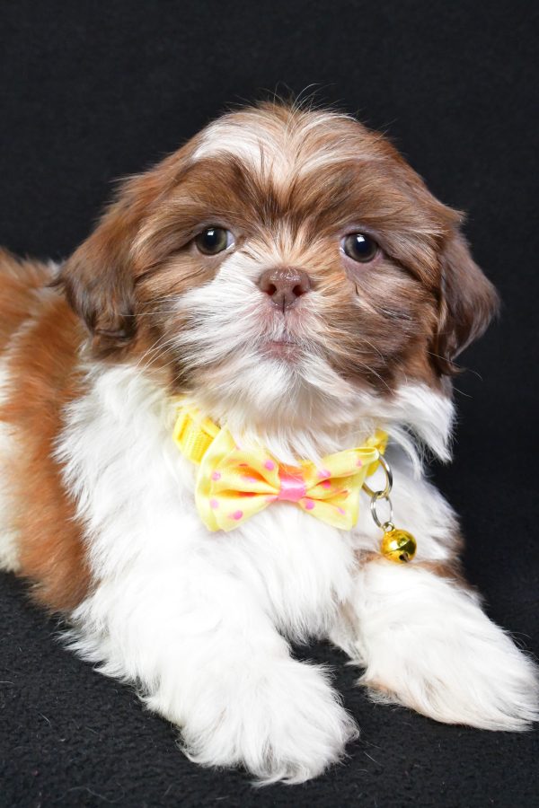 Mr. Koda the Shih Tzu - Image 3