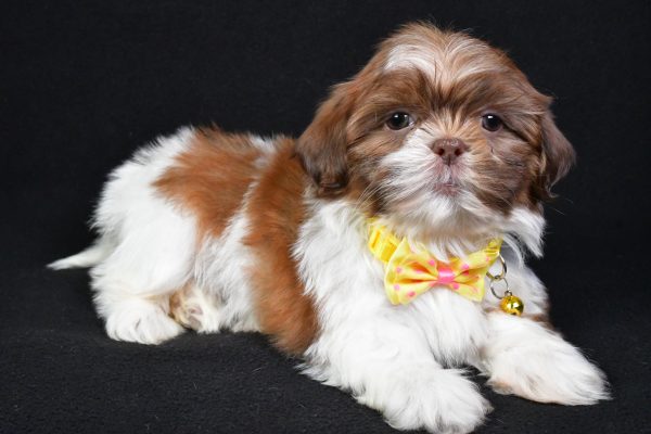 Mr. Koda the Shih Tzu - Image 6