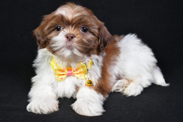 Mr. Koda the Shih Tzu - Image 7