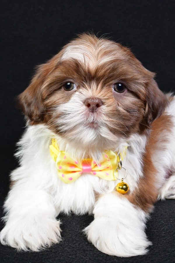 Mr. Koda the Shih Tzu - Image 4