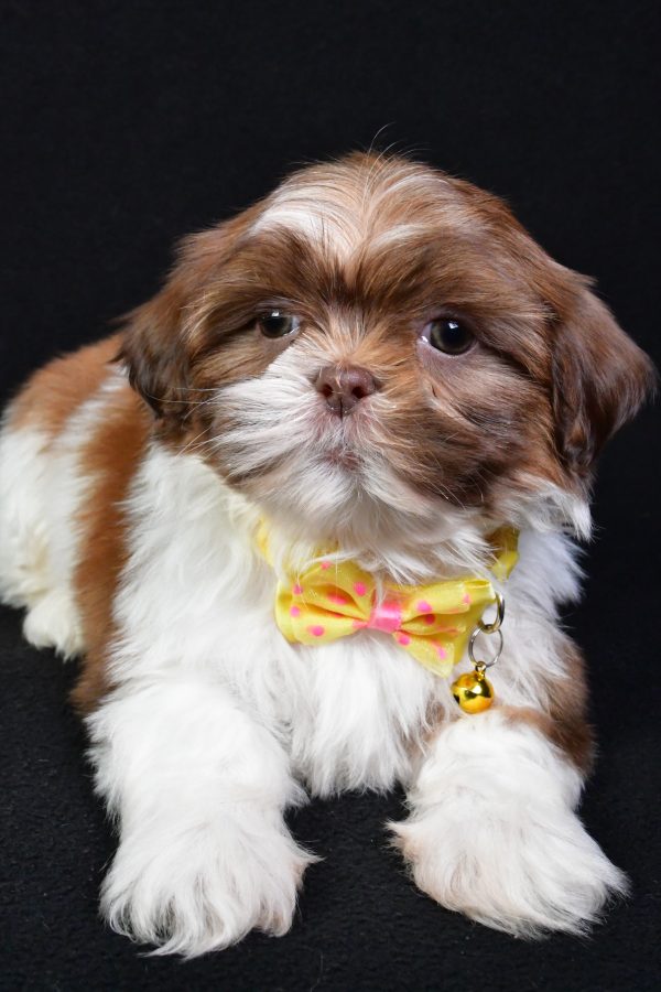 Mr. Koda the Shih Tzu - Image 5