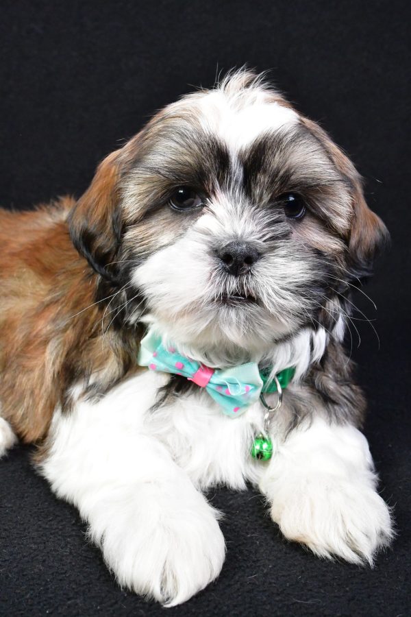 Mr. Koa the Shih Tzu - Image 5