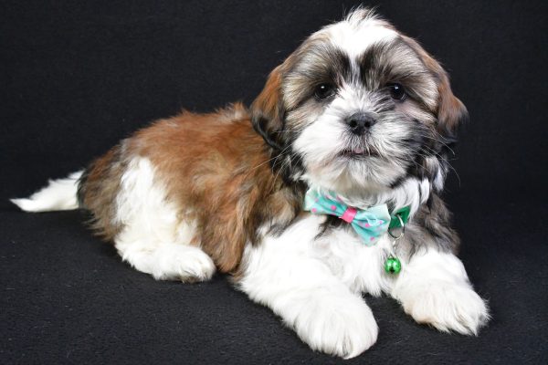 Mr. Koa the Shih Tzu - Image 7