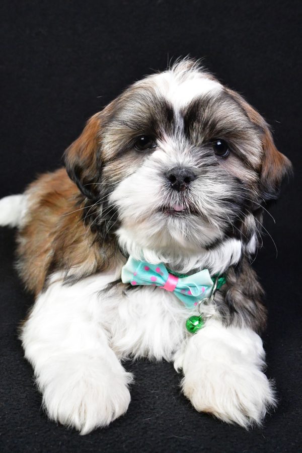 Mr. Koa the Shih Tzu - Image 6