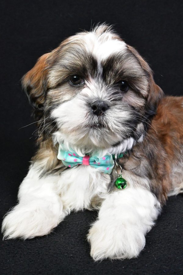 Mr. Koa the Shih Tzu - Image 4