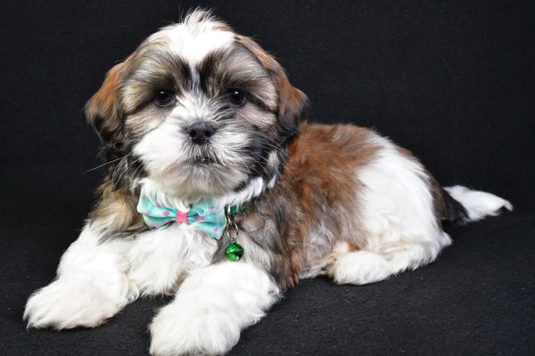 Mr. Koa the Shih Tzu - Image 8