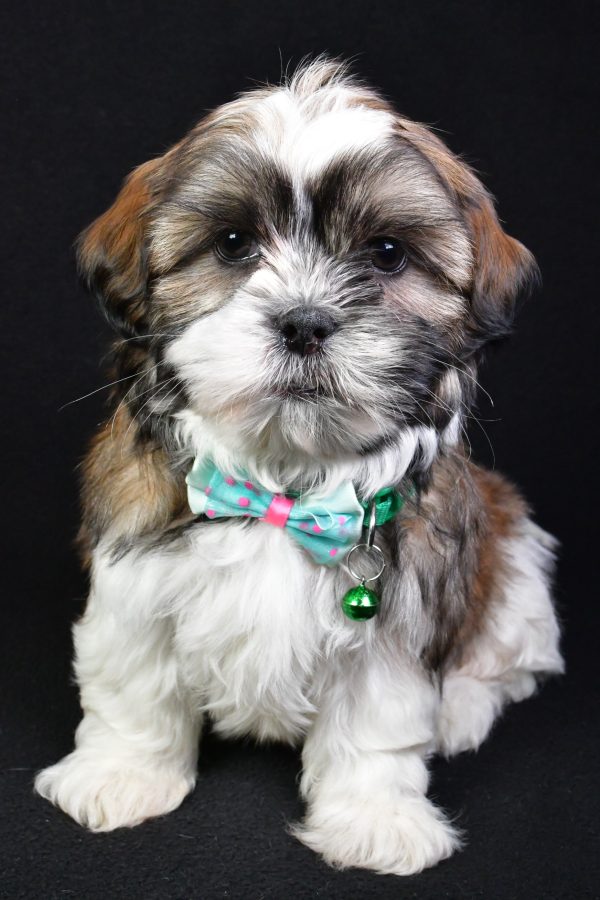 Mr. Koa the Shih Tzu - Image 3