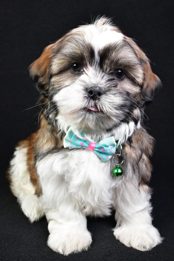 Mr. Koa the Shih Tzu - Image 2