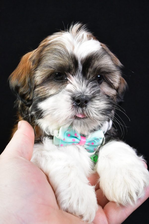 Mr. Koa the Shih Tzu