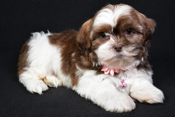 Miss Kenzie the Shih Tzu - Image 7