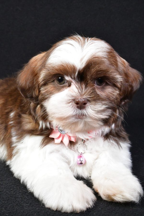 Miss Kenzie the Shih Tzu - Image 3